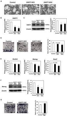 Dermatan-4-O-Sulfotransferase-1 Contributes to the Undifferentiated State of Mouse Embryonic Stem Cells